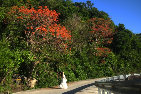 Đến Cù Lao Chàm mùa này, hoa ngô đồng đỏ nở rợp Bãi Làng, Bãi Xếp, Bãi Hương- Ảnh 1. Đến Cù Lao Chàm mùa này, hoa ngô đồng đỏ nở rợp Bãi Làng, Bãi Xếp, Bãi Hương- Ảnh 1.