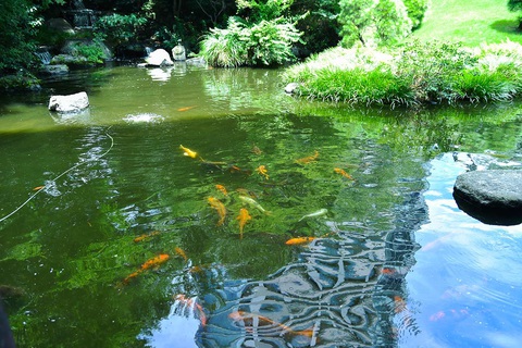 Bộ trưởng Ngoại giao Nhật Bản, Việt Nam cùng đi dạo, cho cá koi ăn- Ảnh 4. Hai bộ trưởng dành thời gian cùng đi dạo, cho cá koi ăn ngay sau phiên họp và hội đàm thể hiện tình cảm chân tình, hữu nghị giữa hai nước - Ảnh: BỘ NGOẠI GIAO