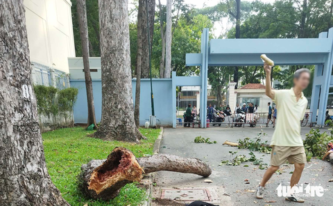 Ghi nhận tại hiện trường, nhánh cây gãy bị rỗng - Ảnh: CTV Gãy nhánh cây ở công viên Tao Đàn, 2 người chết, 3 người bị thương- Ảnh 2.
