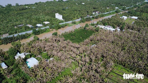 Sâu đầu đen gây hại hơn 211ha dừa tại Tiền Giang- Ảnh 3. Sâu đầu đen gây hại hơn 211ha dừa tại Tiền Giang- Ảnh 3.