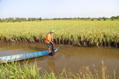 Bộ trưởng Lê Minh Hoan: ‘Làm tốt các khâu, thu nhập nông dân sẽ cao hơn’- Ảnh 3. Mô hình lúa tôm tại Bạc Liêu - Ảnh: CHÍ QUỐC