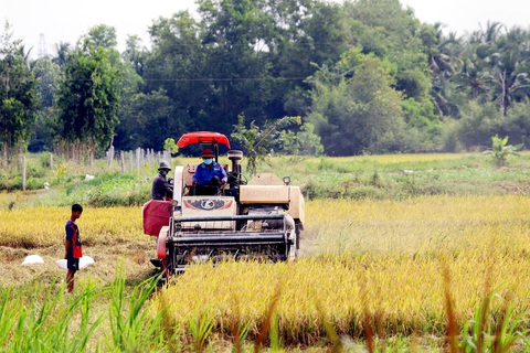 Lập Hội đồng lúa gạo quốc gia: Liên kết để tăng giá trị, thương hiệu gạo Việt- Ảnh 2. Thu hoạch lúa tại tỉnh Hậu Giang - Ảnh: CHÍ QUỐC