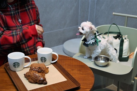 Khách hàng dùng cà phê tại một cửa hàng Starbucks ở thành phố Guri, tỉnh Gyeonggi (Hàn Quốc) cùng thú cưng - Ảnh: SOUTH CHINA MORNING POST Tranh cãi việc thú cưng là 'thượng đế' ở nhà hàng, khách sạn Hàn Quốc- Ảnh 1.