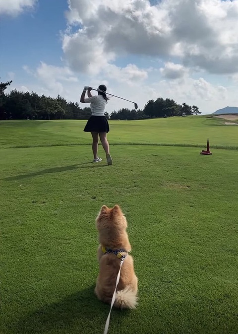 Một phụ nữ Hàn Quốc dắt chó đi đánh golf cùng mình - Ảnh chụp màn hình video YouTube Tranh cãi việc thú cưng là 'thượng đế' ở nhà hàng, khách sạn Hàn Quốc- Ảnh 2.
