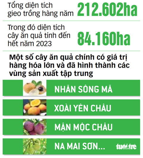Giải mã hiện tượng vựa trái cây Tây Bắc - Ảnh 2.