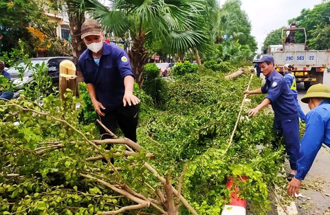 Cùng nhau đi... dọn cây - Ảnh 2. Cùng nhau đi... dọn cây - Ảnh 2.