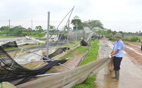 Đồng rau tan nát, siêu thị tăng cung - Ảnh 1. Sau bão số 3 yagi: Đồng rau tan nát, siêu thị tăng cung ứng - Ảnh 1.