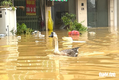 Lũ sông Hồng lên cao, dân Hà Nội đi xuồng, vịt bơi ngoài đường - Ảnh 7. Dân Hà Nội đi xuồng ngay giữa quận trung tâm, ngỗng bơi trên phố, nước ngập quá nửa nhà - Ảnh 7.