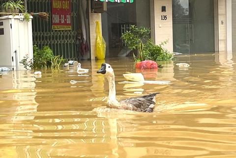 Mực nước nhiều sông tại Hải Dương lên mức trên báo động 3 - Ảnh 2. Lũ đang dồn về hạ lưu sông Hồng - Hà Nội và vùng phụ cận - Ảnh 3.