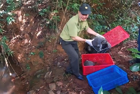 Thả trăn đất nặng 50kg cùng 26 động vật hoang dã về khu bảo tồn - Ảnh 2.