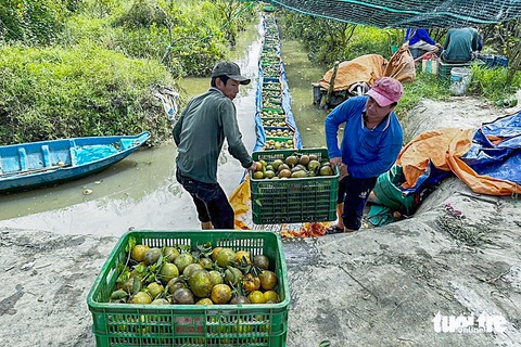 Việt Nam và Mỹ bàn mở cửa cho cam, quýt, mận và chanh không hạt - Ảnh 1. Việt Nam và Mỹ bàn mở cửa cho cam, quýt, mận và chanh không hạt - Ảnh 2.