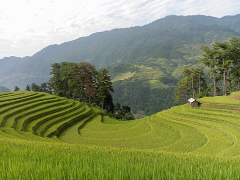 Hoàng Su Phì, Mù Cang Chải sẵn sàng đón du khách săn mùa vàng - Ảnh 1. Hoàng Su Phì, Mù Cang Chải sẵn sàng đón du khách săn mùa vàng - Ảnh 1.