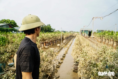 Bà con làng quất Tứ Liên mất Tết - Ảnh 1. Bà con làng quất Tứ Liên, làng đào Nhật Tân mất Tết - Ảnh 1.