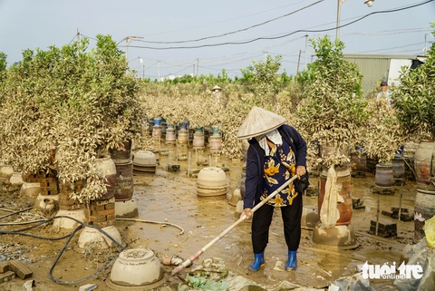 Bà con làng quất Tứ Liên mất Tết - Ảnh 5. Bà con làng quất Tứ Liên, làng đào Nhật Tân mất Tết - Ảnh 5.