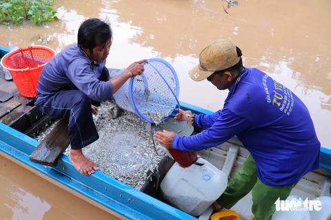 Nụ cười được mùa trên đồng nước nổi miền Tây - Ảnh 8.