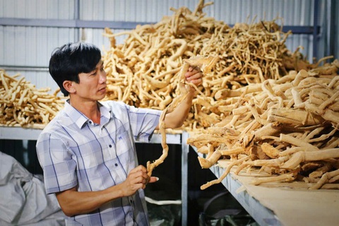 Hướng đi mới phát triển cây dược liệu xáo tam phân ở Khánh Hòa - Ảnh 1. Hướng đi mới phát triển cây dược liệu xáo tam phân ở Khánh Hòa - Ảnh 1.