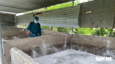 Công bố dịch tả lợn châu Phi tại 1 xã ở Ninh Thuận - Ảnh 1.