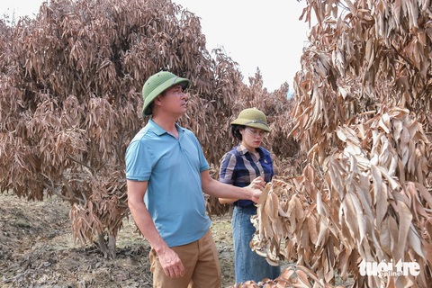 Sau lũ, thủ phủ vải thiều 'khoác' áo vàng úa, cây cối chết khô - Ảnh 2. Sau lũ, thủ phủ vải thiều vàng cháy, cây cối chết khô - Ảnh 2.