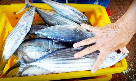 Quy định khai thác cá ngừ vằn: Chưa phù hợp, nhưng bao giờ sửa? - Ảnh 1. Quy định khai thác cá ngừ vằn: Chưa phù hợp, nhưng bao giờ sửa? - Ảnh 1.
