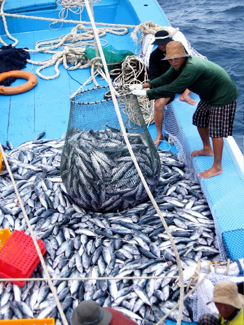 Quy định khai thác cá ngừ vằn: Chưa phù hợp, nhưng bao giờ sửa? - Ảnh 2. Quy định khai thác cá ngừ vằn: Chưa phù hợp, nhưng bao giờ sửa? - Ảnh 2.
