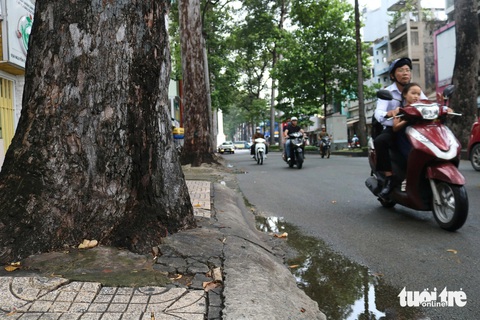 Vẫn còn nhiều cây xanh TP.HCM bị