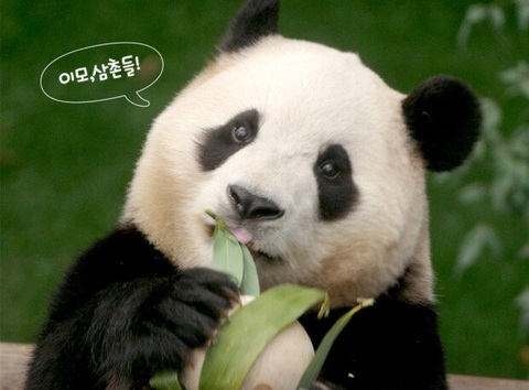 Phim tài liệu về gấu trúc Fu Bao gây sốt phòng vé Hàn Quốc - Ảnh 1. Phim tài liệu về gấu trúc Fu Bao gây sốt phòng vé Hàn Quốc - Ảnh 1.