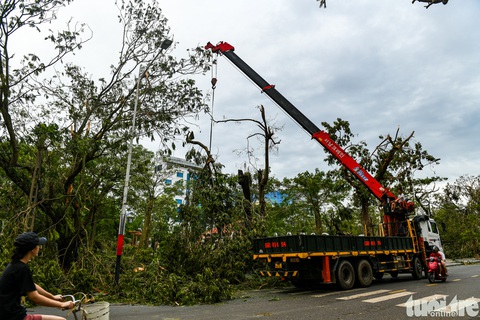 Người dân 'đất cảng' tiếc nuối nhìn ‘lá phổi xanh’ bật gốc, gãy đổ - Ảnh 12.