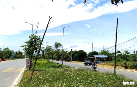 Cây xanh chết khô hàng loạt trên tuyến đường trăm tỉ vẫn chưa được khắc phục - Ảnh 2.