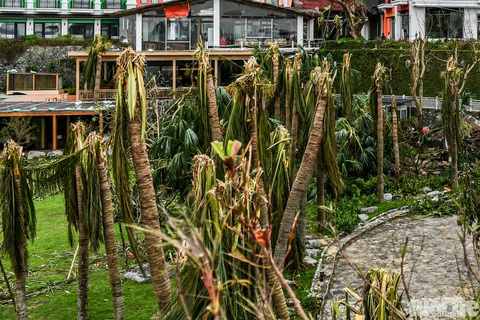 Thiệt hại tiền tỉ, chủ bungalow ở Cát Bà ‘không biết phải phục hồi thế nào' - Ảnh 7.