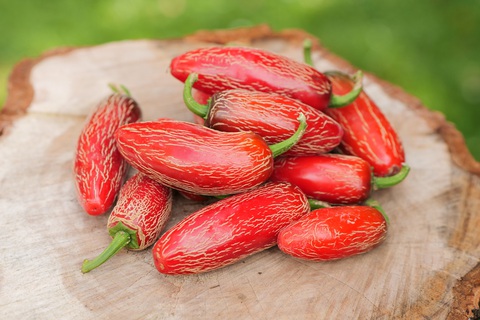 Vì sao có người ăn cay cực 'siêu', người không biết ăn? - Ảnh 3.