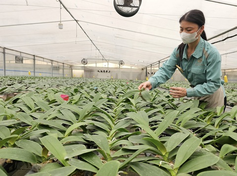 Nhờ anh chị bổ sung hình ảnh bài: Khám phá vườn lan trăm triệu USD giữa thủ đô - Ảnh 2. Nhờ anh chị bổ sung hình ảnh bài: Khám phá vườn lan trăm triệu USD giữa thủ đô - Ảnh 2.