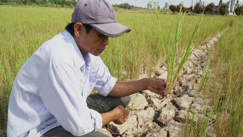 Cà Mau sẽ xử lý trách nhiệm quản lý nếu để người dân tự ý làm lúa vụ 3 - Ảnh 1.