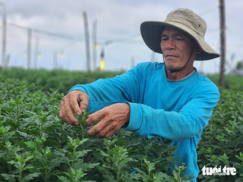 Tết đến gần nhưng vắng người mua, thủ phủ hoa cúc miền Trung lo lắng - Ảnh 1.