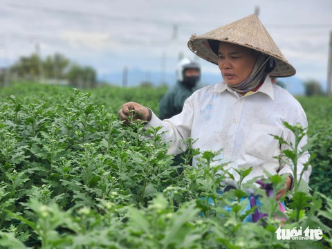 Tết đến gần nhưng vắng người mua, thủ phủ hoa cúc miền Trung lo lắng - Ảnh 2.