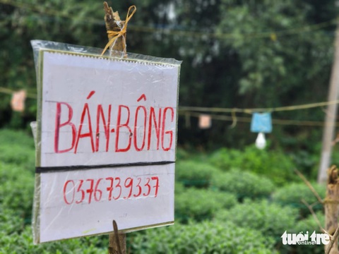 Tết đến gần nhưng vắng người mua, thủ phủ hoa cúc miền Trung lo lắng - Ảnh 4.