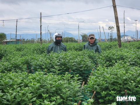 Tết đến gần nhưng vắng người mua, thủ phủ hoa cúc miền Trung lo lắng - Ảnh 5.