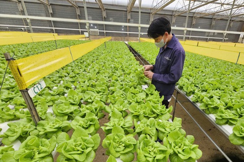 Nếu không kiểm soát tốt, chuyện giá đỗ ngâm chất cấm không chỉ dừng lại ở Bách Hóa Xanh - Ảnh 2.