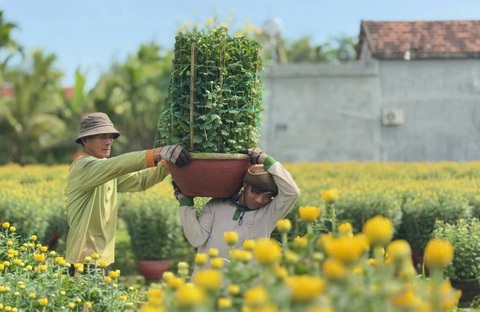 Hoa cúc Tết rực vàng các ngôi làng bên bờ sông Vệ - Ảnh 5.