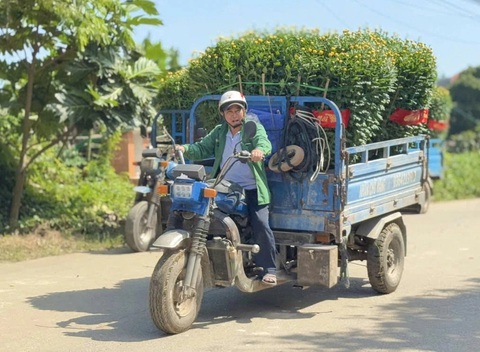 Hoa cúc Tết rực vàng các ngôi làng bên bờ sông Vệ - Ảnh 6.
