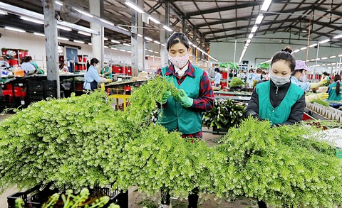 Hoa kiểng về phố - Ảnh 4. Hoa kiểng về phố - Ảnh 4.