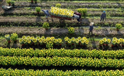 Hoa miền Tây 'bay' đi muôn ngả - Ảnh 1. Hoa miền Tây 'bay' đi muôn ngả - Ảnh 1.