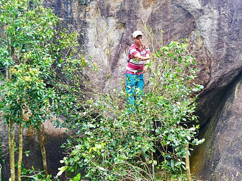 Nhộn nhịp leo núi hái trà Mã Dọ - Ảnh 1. Nhộn nhịp leo núi hái trà Mã Dọ - Ảnh 1.