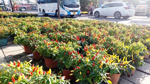 Ớt kiểng Nha Trang 'điền chỗ trống' hoa Tết - Ảnh 1.