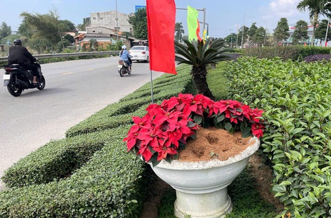 Ngán ngẩm với vấn nạn nhổ trộm hoa trang trí Tết - Ảnh 1.