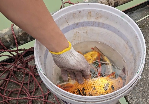 Thả cá koi tiễn Táo quân, mong năm mới bình an, may mắn - Ảnh 4. Thả cá koi tiễn Táo quân, không thả bao ni lông - Ảnh 5.