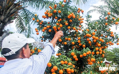 Mai không nở, đào không bung, khiến quất miền Trung thắng thế - Ảnh 1. Mai không nở, đào không bung, khiến quất miền Trung thắng thế - Ảnh 2.