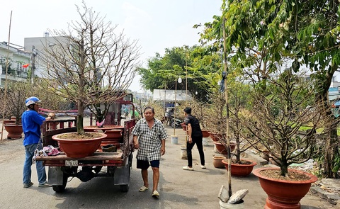 Hoa Tết rực rỡ phố phường - Ảnh 1. Hoa Tết rực rỡ phố phường - Ảnh 1.