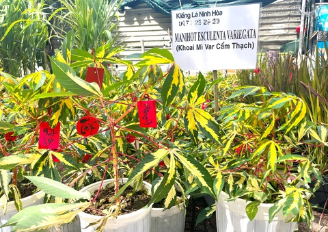 Lúa nhật tím, khoai mì var cẩm thạch, mía sọc kẹo hawaii hút khách dịp Tết - Ảnh 2. Lúa nhật tím, khoai mì var cẩm thạch, mía sọc kẹo hawaii hút khách dịp Tết - Ảnh 2.