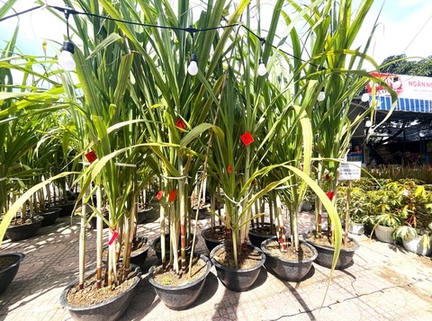 Lúa nhật tím, khoai mì var cẩm thạch, mía sọc kẹo hawaii hút khách dịp Tết - Ảnh 1. Kiểng Tết ở Nha Trang độc lạ với lúa, khoai mì, mía - Ảnh 1.