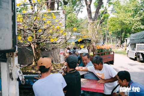 Hoa Tết bắt đầu 'xổ' khắp phố phường - Ảnh 6.